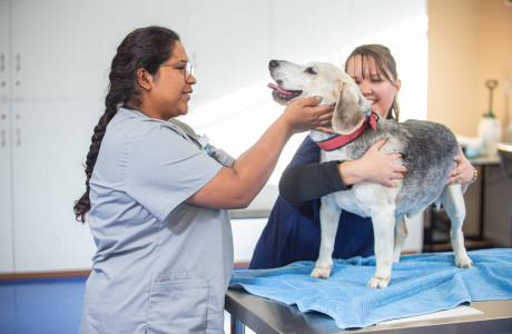 Vet-Nurse-Assistant-3-WEB.jpg